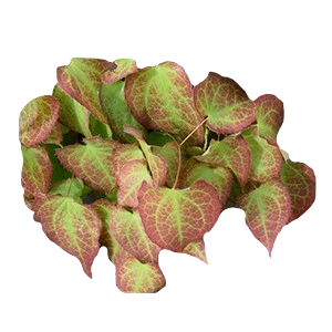 Schisandra Ingredient